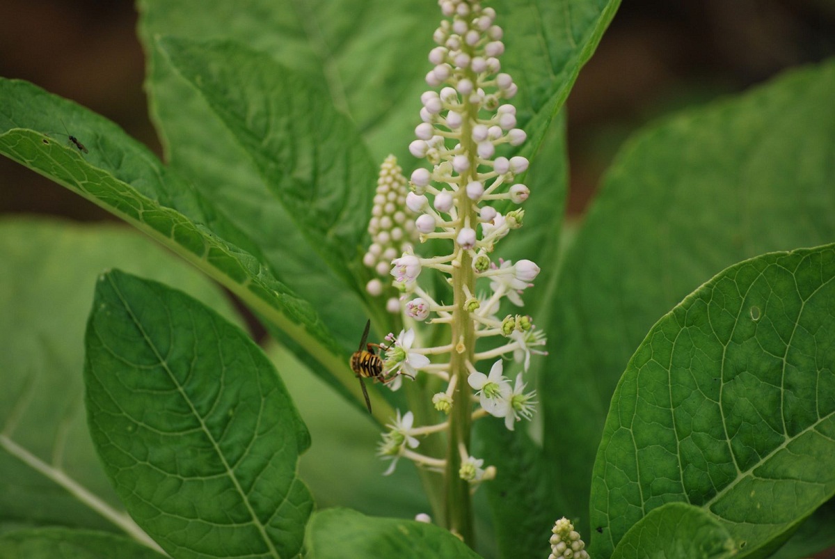 abeja posada en las flores de la Phytolacca americana