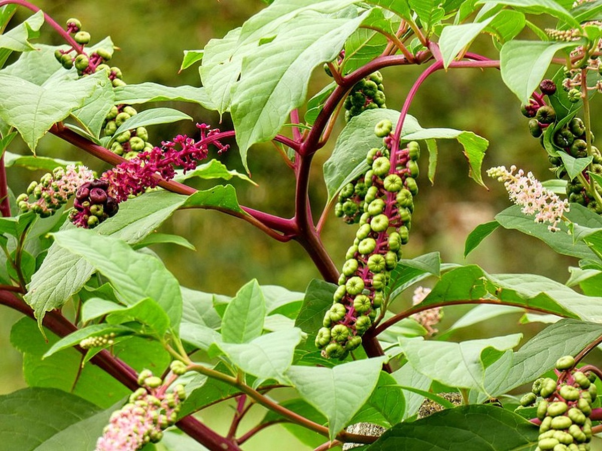 racimo de pequenas flores del Phytolacca americana
