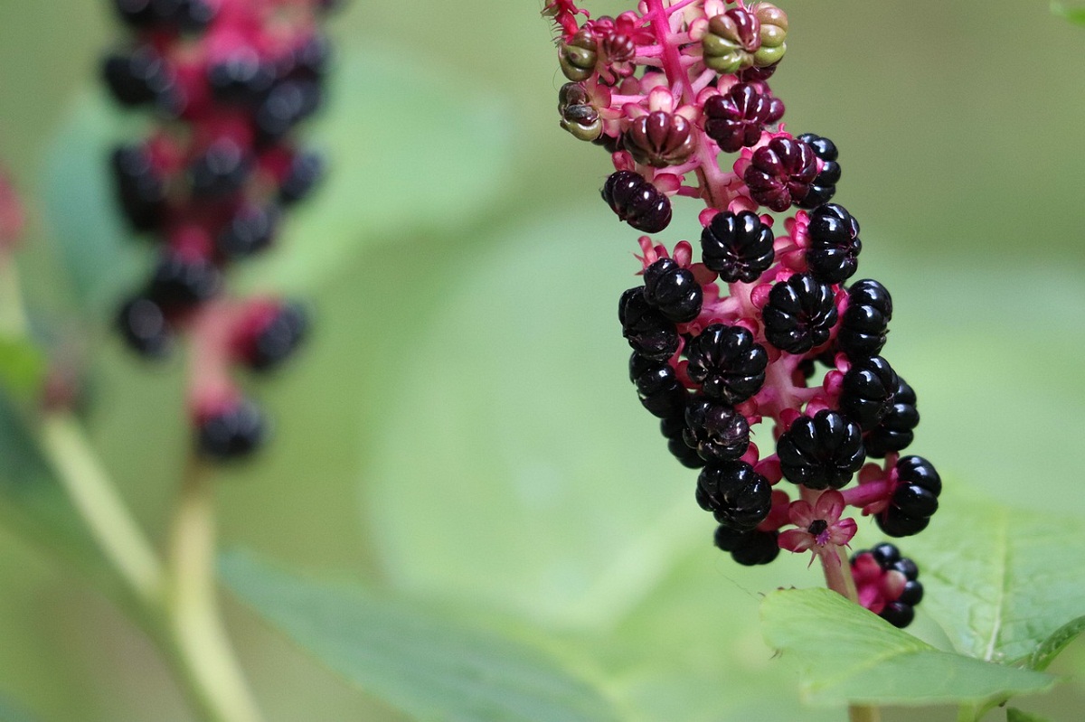frutos que salen de las ramas del Phytolacca decandra