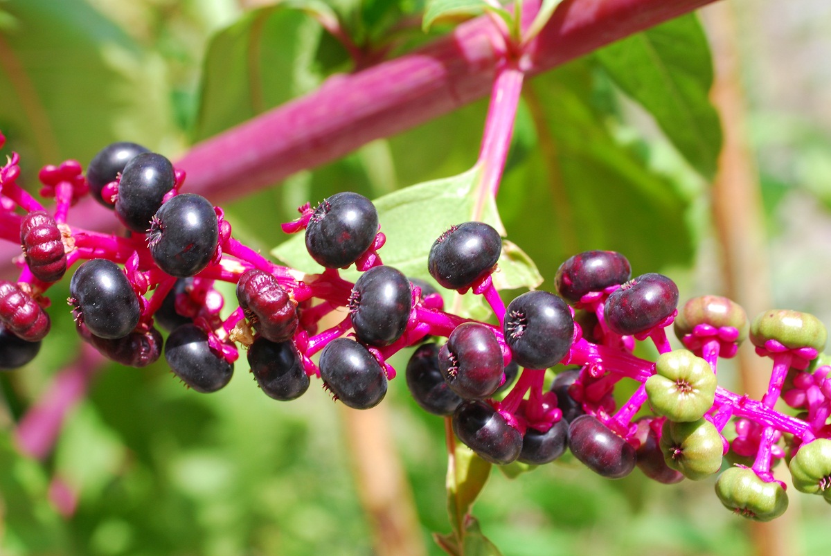 racimo de frutos de la Phytolacca decandra