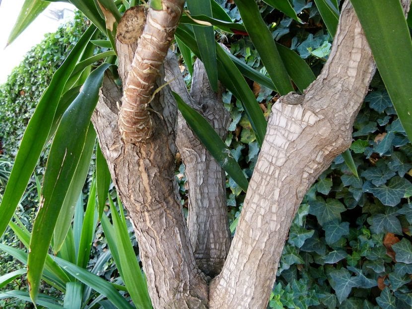 Tronco de Yucca elephantipes