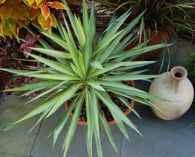 Ejemplar joven de Yucca elephantipes ''Variegata''