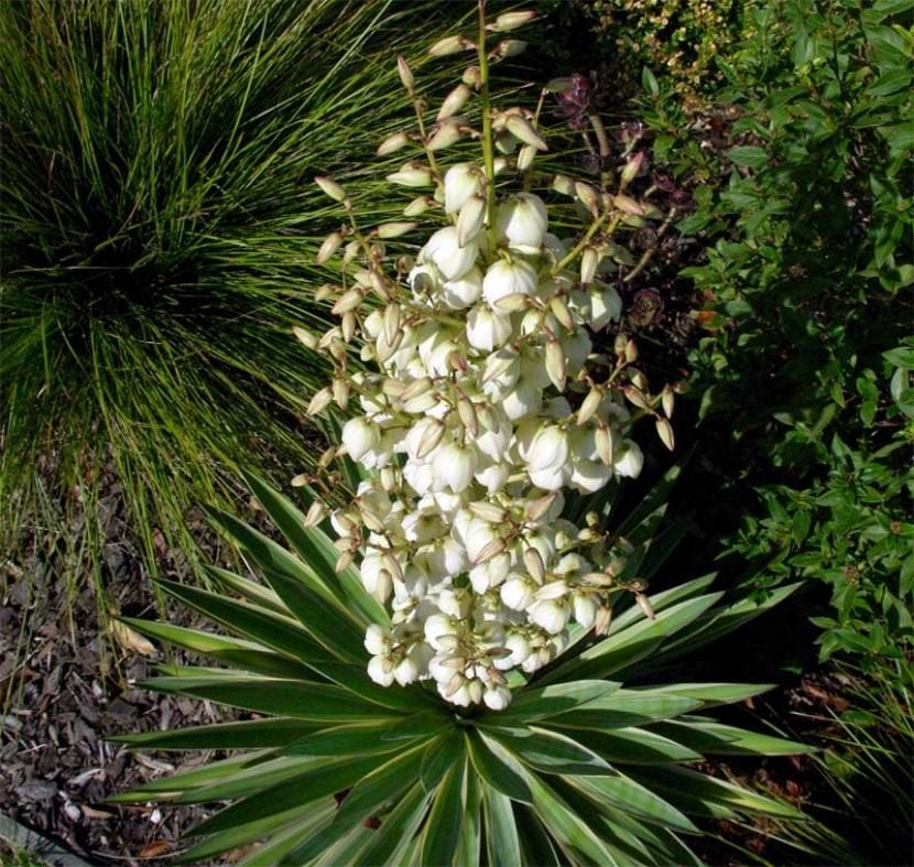 Yucca elephantipes en flor