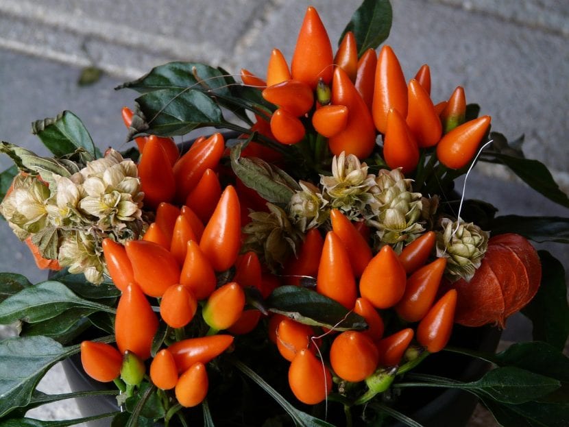 Pimiento ornamental en maceta