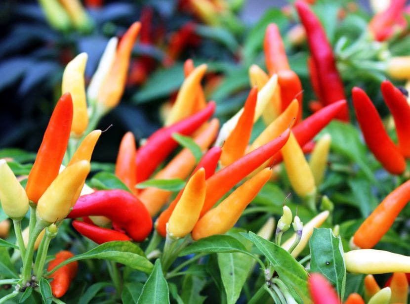 Pimiento ornamental en maceta