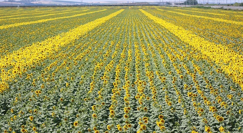 Campo extenso de girasoles