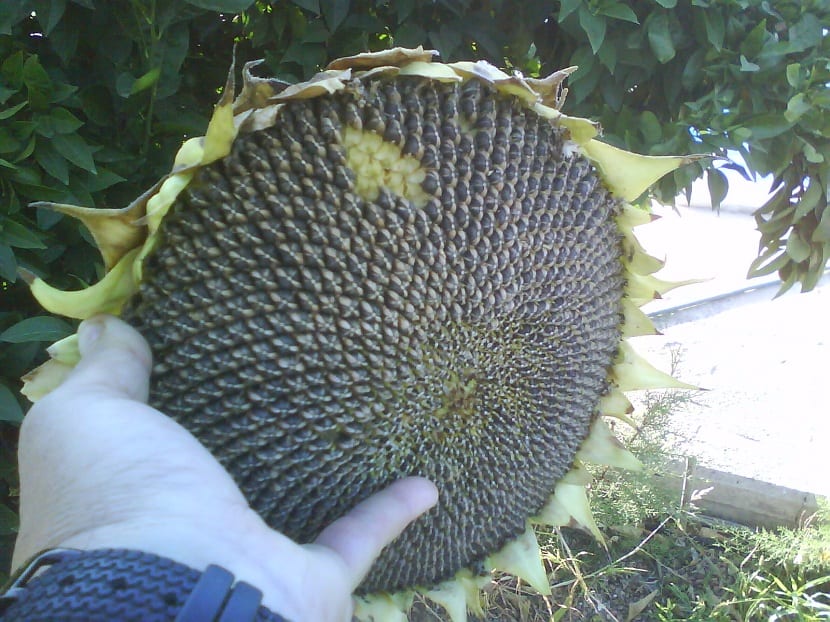 Características del girasol