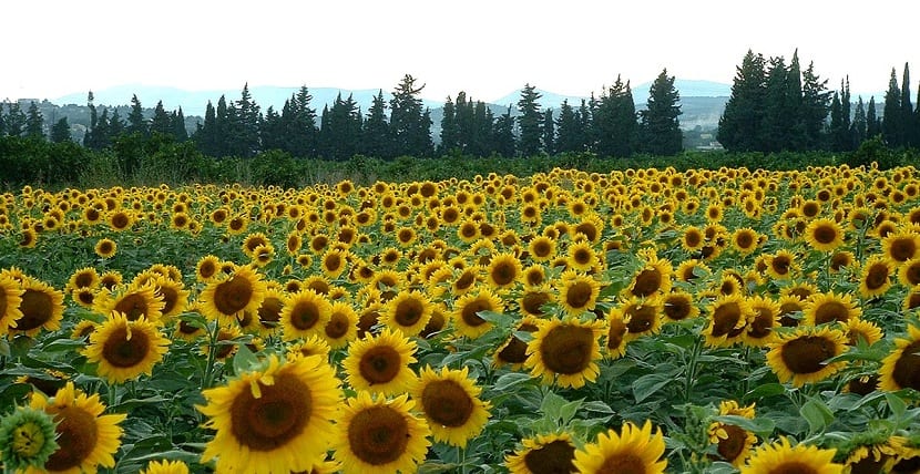 Orientación de los girasoles al sol