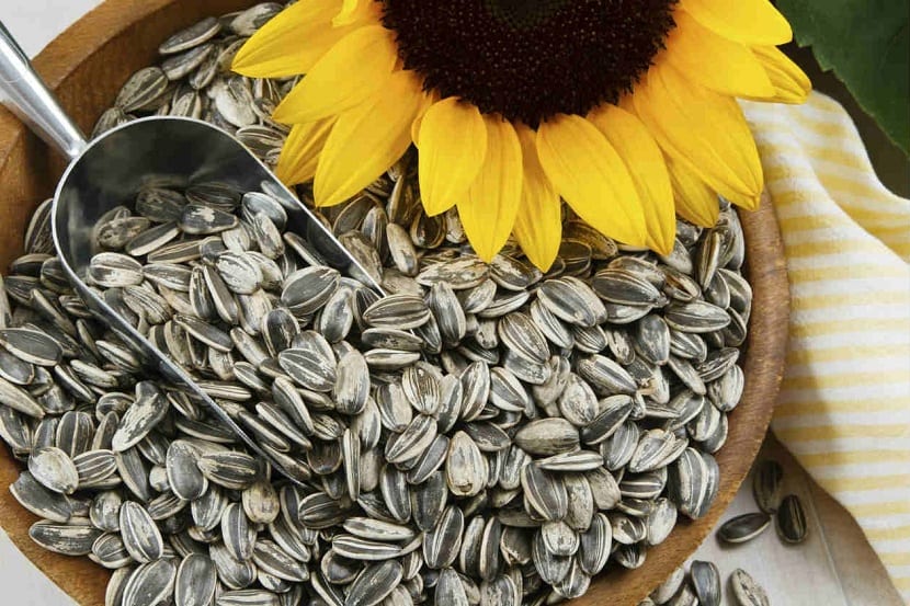 Propiedades y cultivo de las pipas de girasol