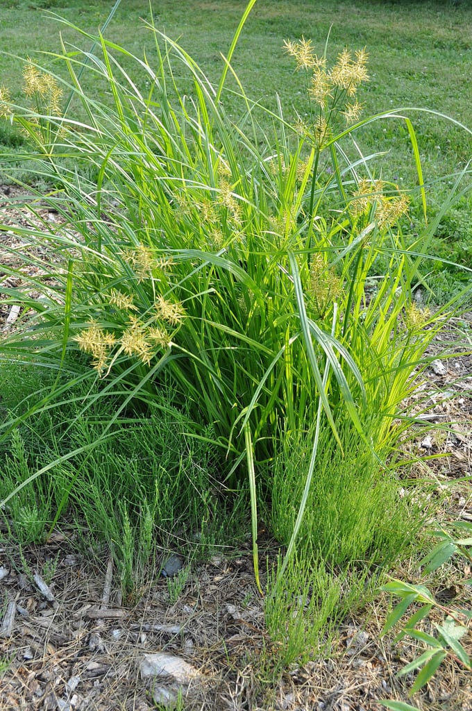 Mata de Cyperus esculentus con su inflorescencia dorada