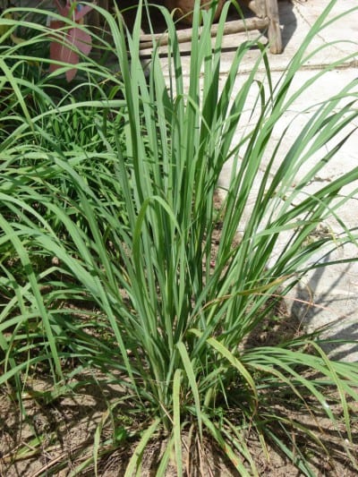 Citronella