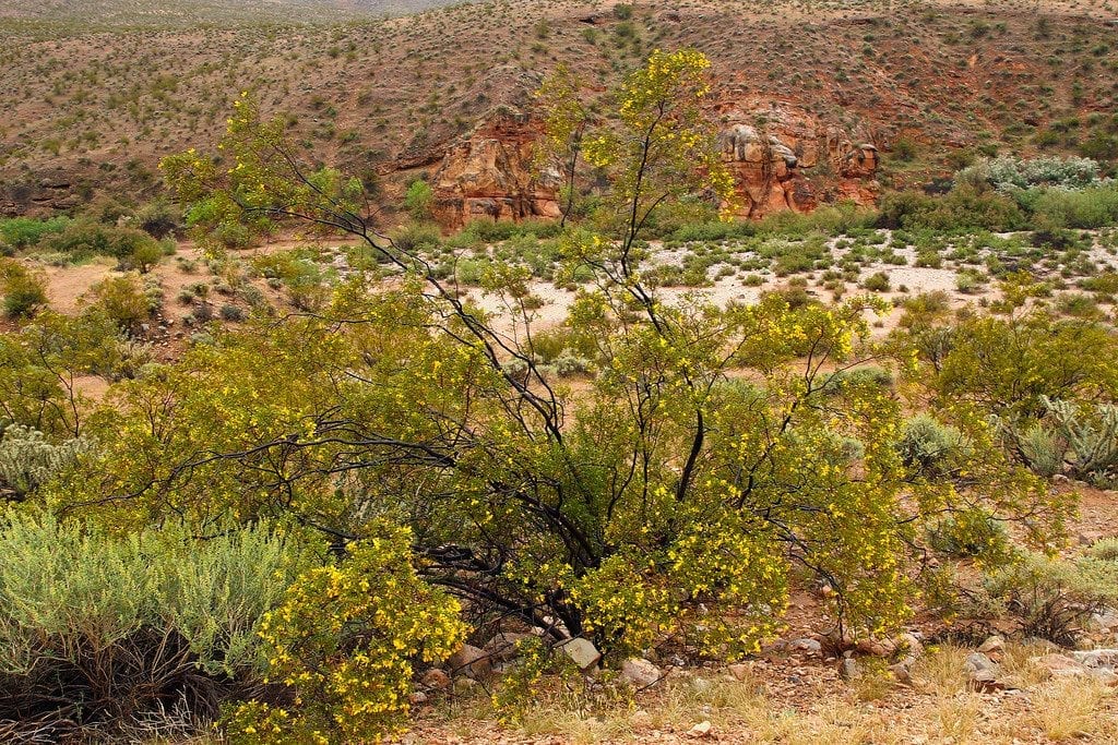 Larrea tridentata