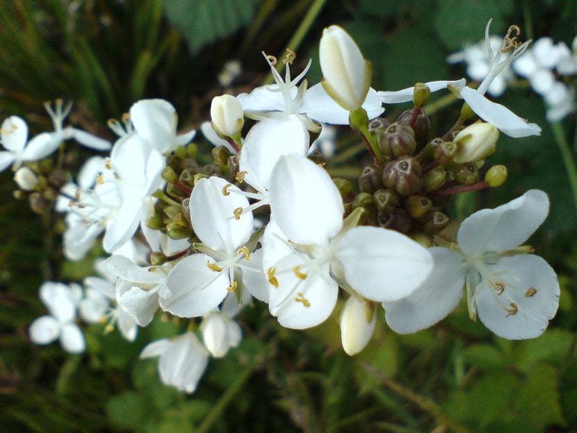 Planta de Libertia chilensis