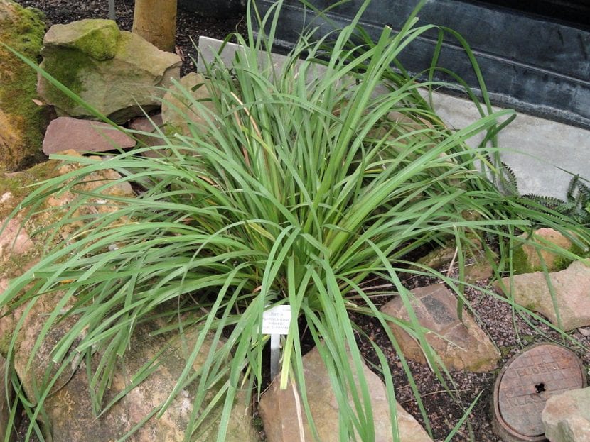 Planta de Libertia formosa