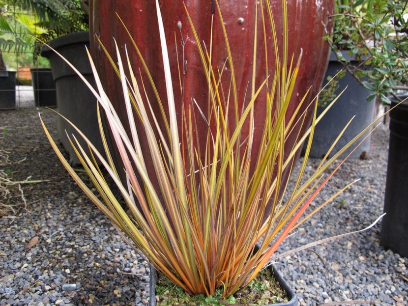 Planta de Libertia ixioides