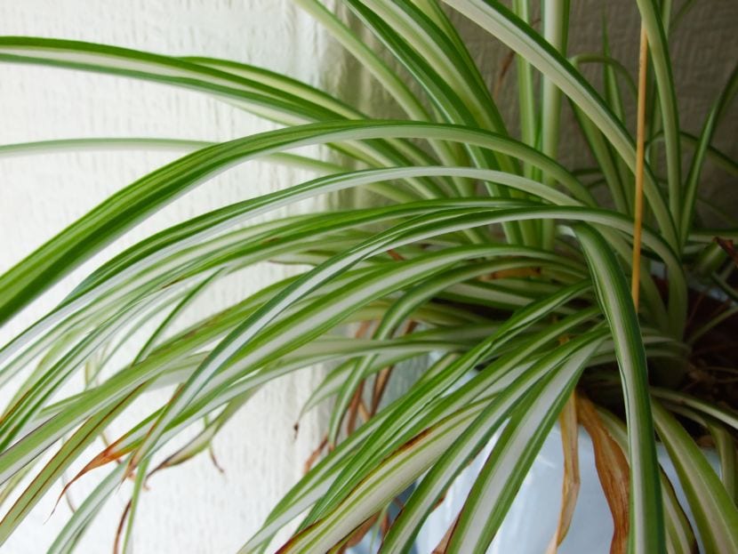 Clorophytum