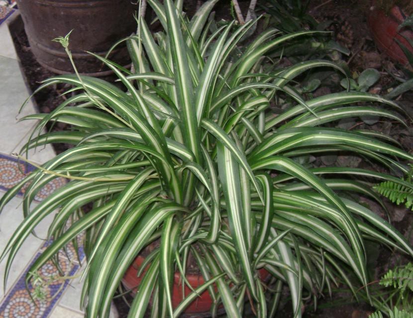 Clorophytum comosum