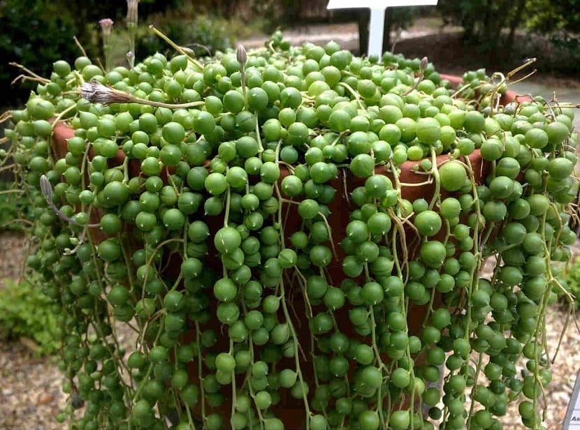 planta colgante Senecio rowleyanus o Rosario en maceta