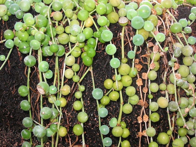 planta colgante de nombre Senecio rowleyanus o rosario