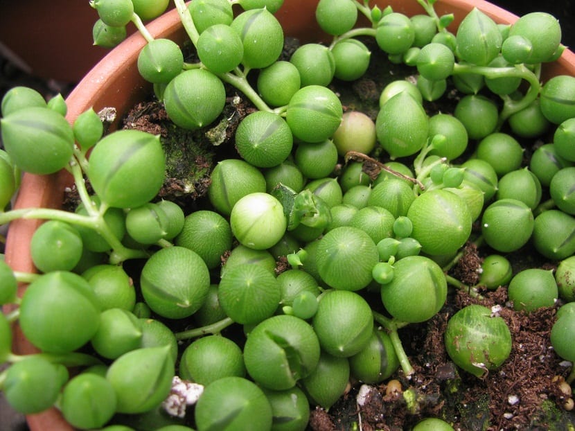 planta llamada Senecio rowleyanus o rosario