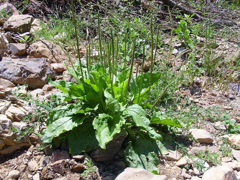 propiedades Plantago Major