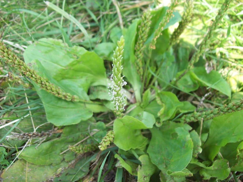 propiedades medicinales Plantago Major
