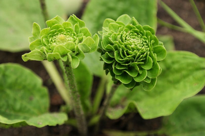 tipo de Plantago Major