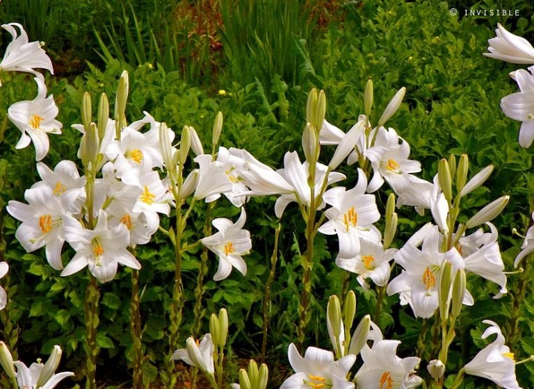 Azucenas blancas floreciendo en primavera en el jardín