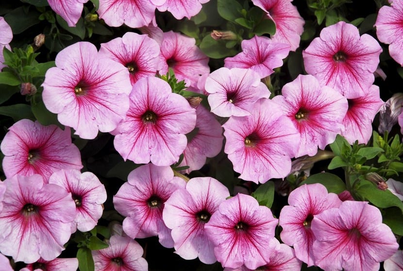 Petunias