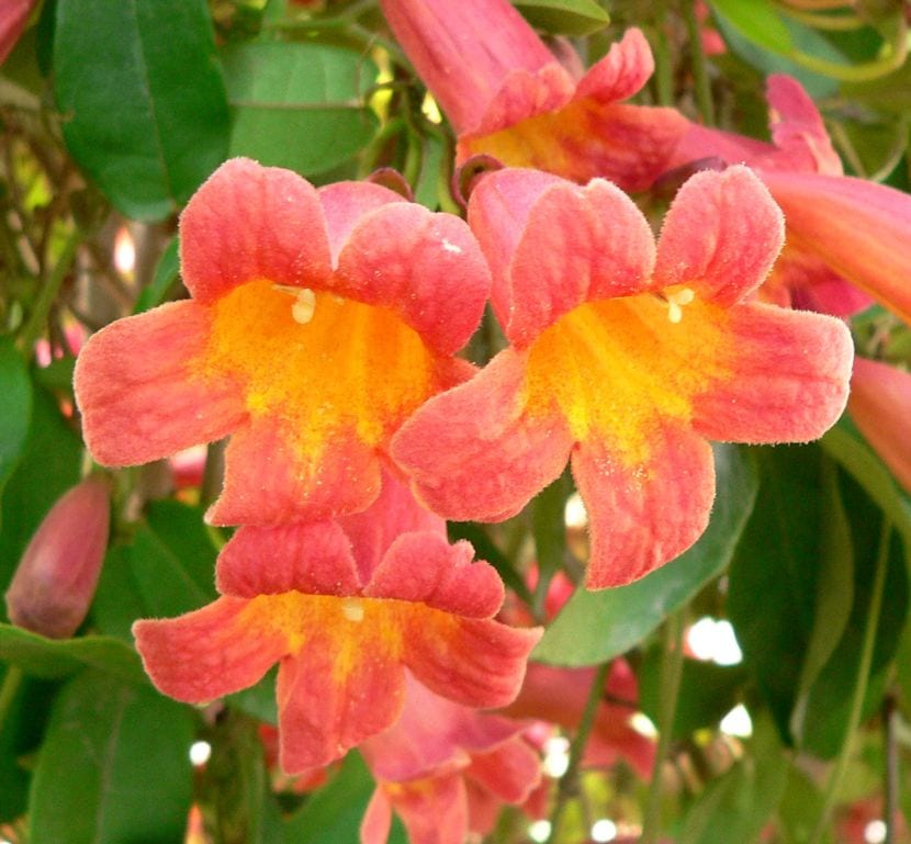 Bignonia capreolata