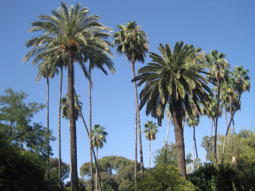 Palmeras