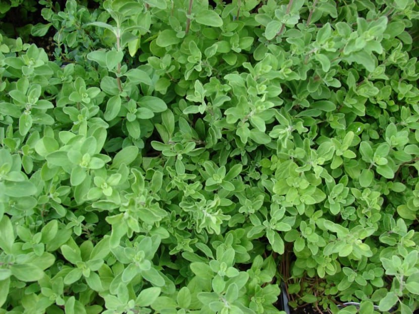 Origanum mejorana