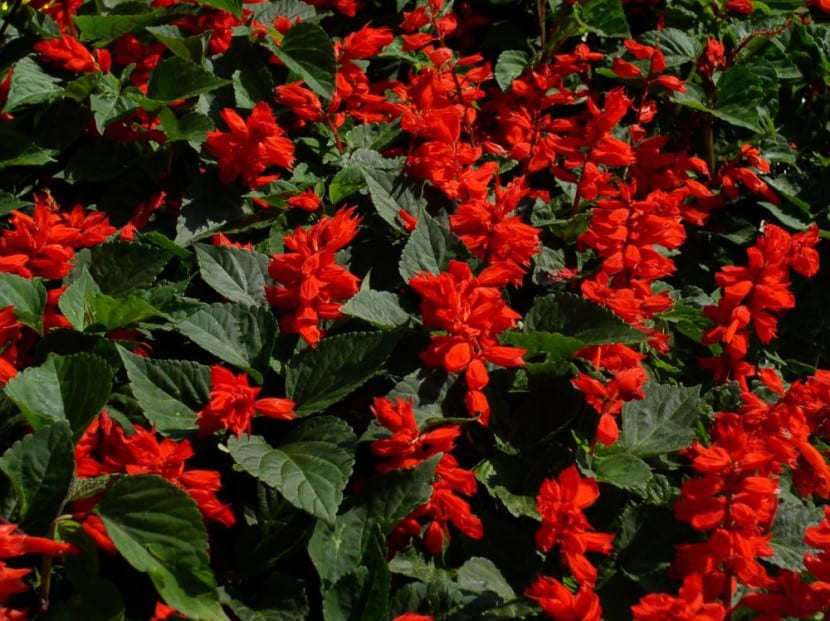 Salvia splendens