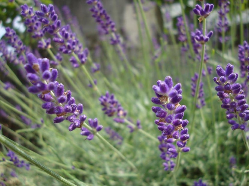 Lavanda