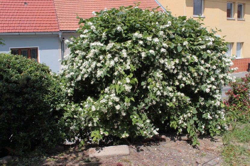 Ejemplar de Philadelphus coronarius