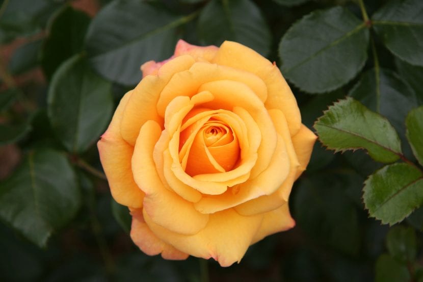 Rosal de color amarillo, una planta que resiste el clima extremo