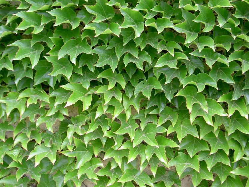 Vista de las hojas del Parthenocissus tricuspidata