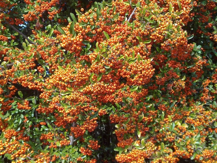 Pyracantha, un arbusto muy resistente a las heladas