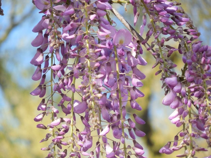 Wisteria, una trepadora que resiste el frío y la calor