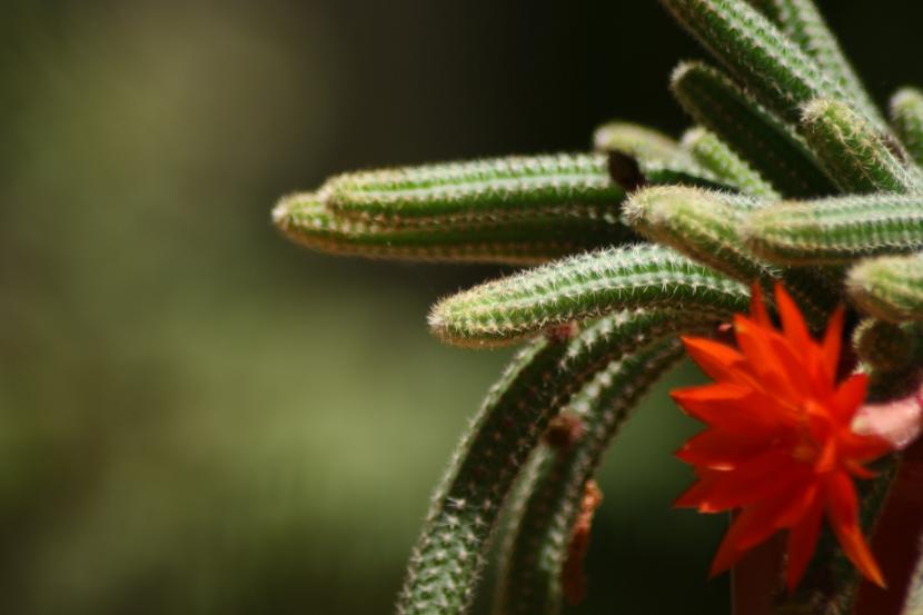 Chamaecereus silvestri