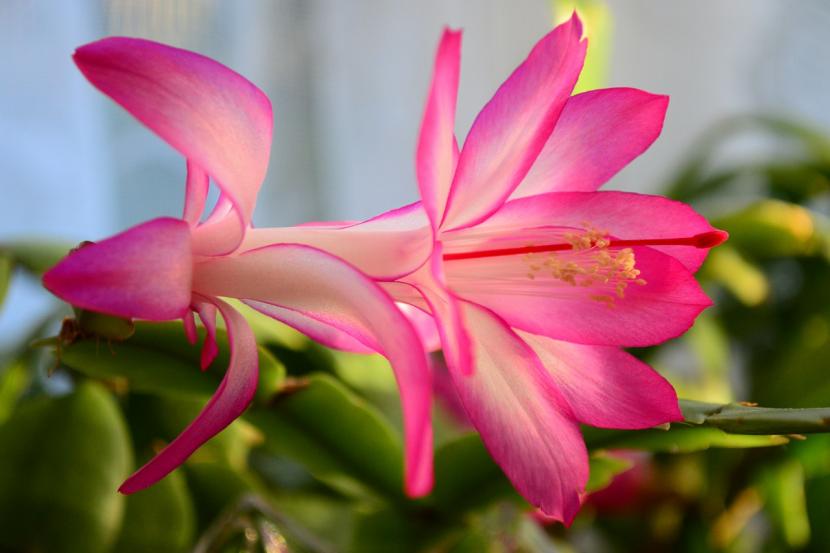 Flor rosa