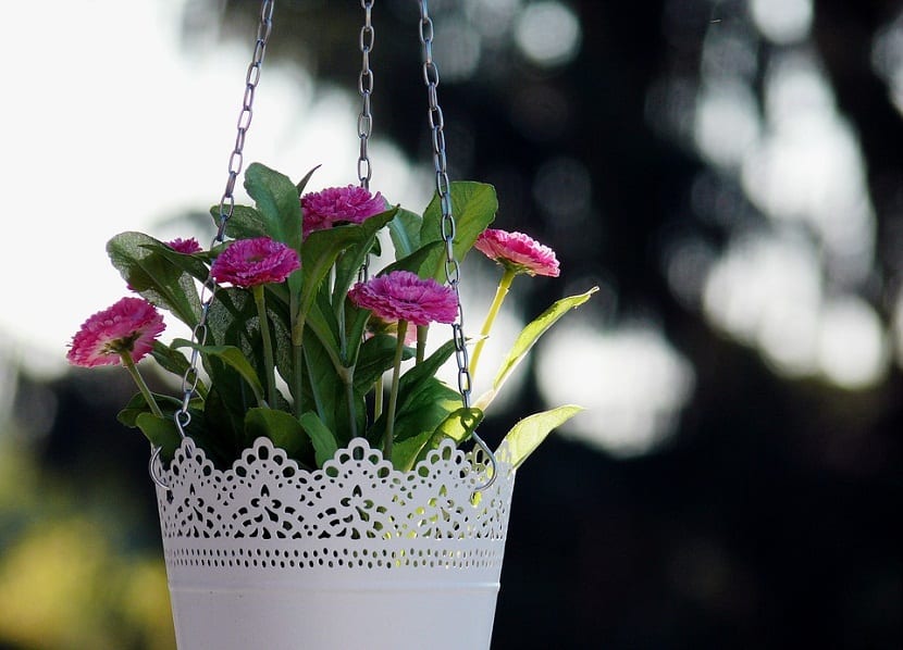 Plantas colgantes de interior y de exterior 