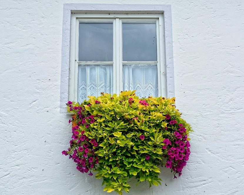 La belleza de las plantas colgantes