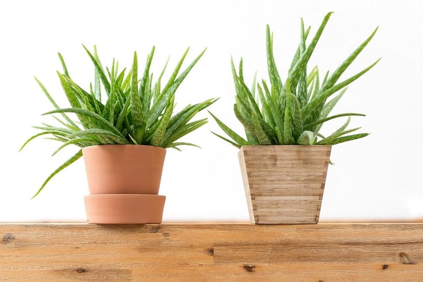 Aloe vera, para reducir las ondas electromagneticas en la oficina