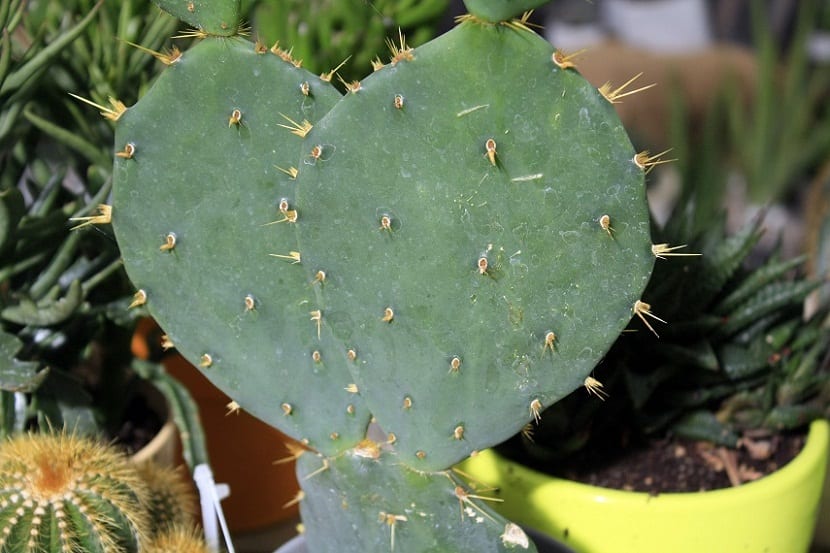 Un cactus, se hara respetar en tu oficina