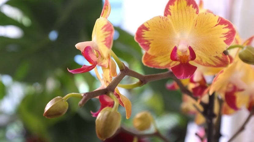 orquidea para un período de floracion prolongado