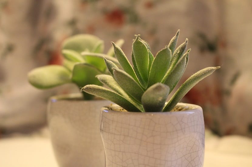 plantas para colocar en la oficina