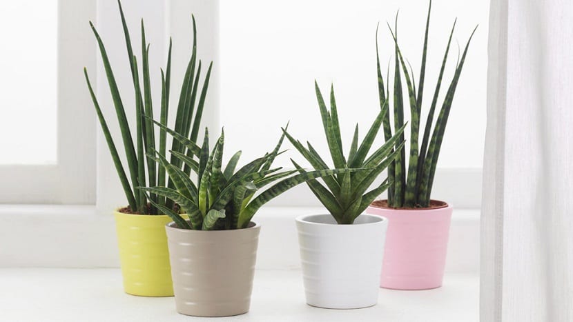 sansevieria para encontrar la paz mental