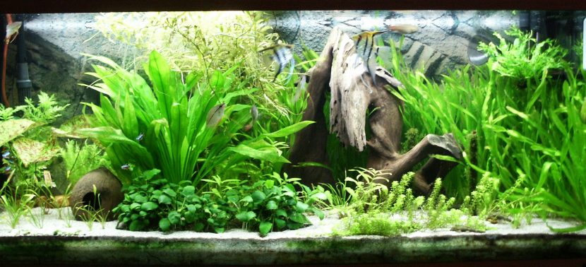 Acuario de agua fría plantado con especies de hoja dura