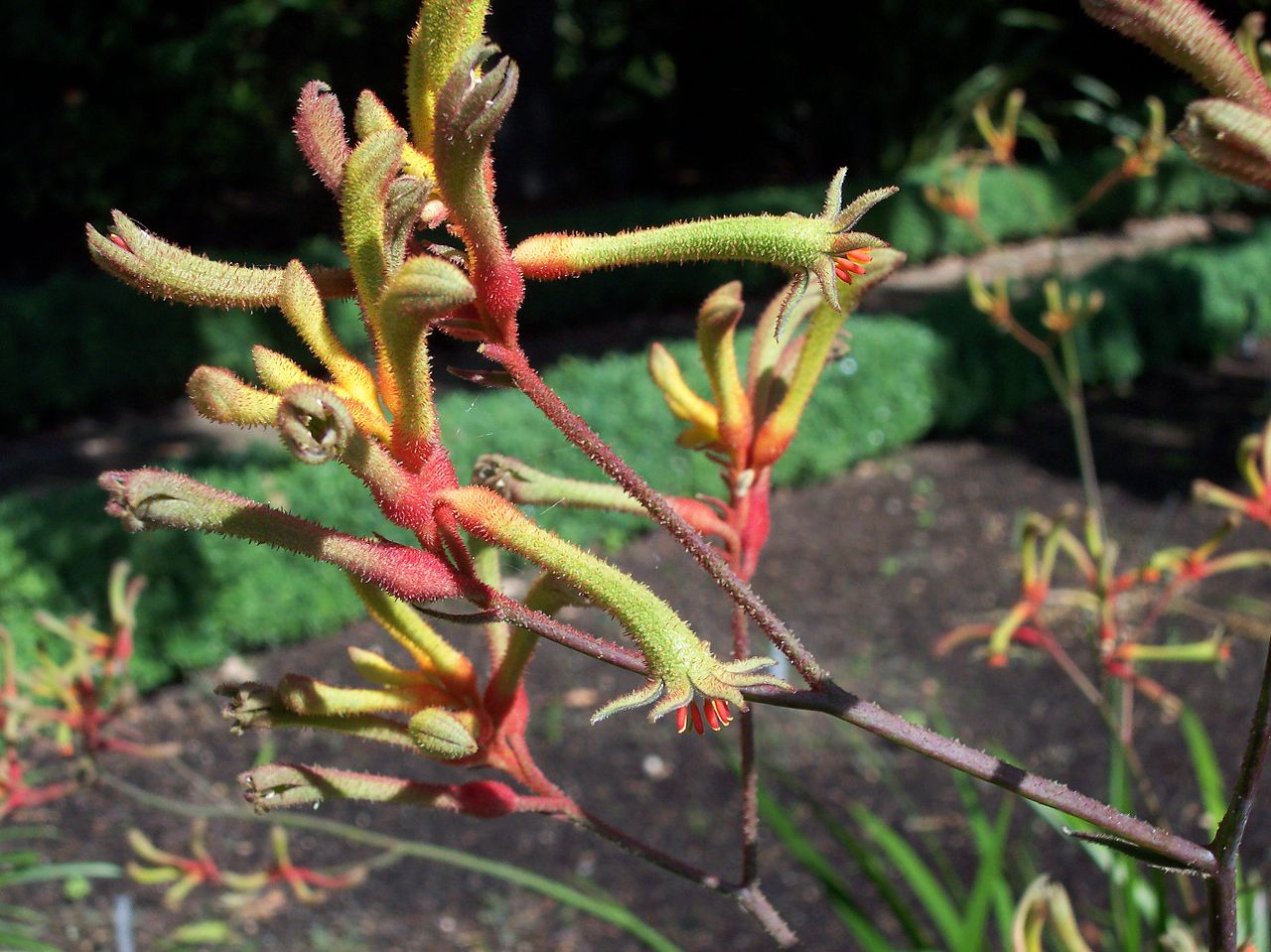 La pata de canguro es una herbácea perenne ideal para terrazas